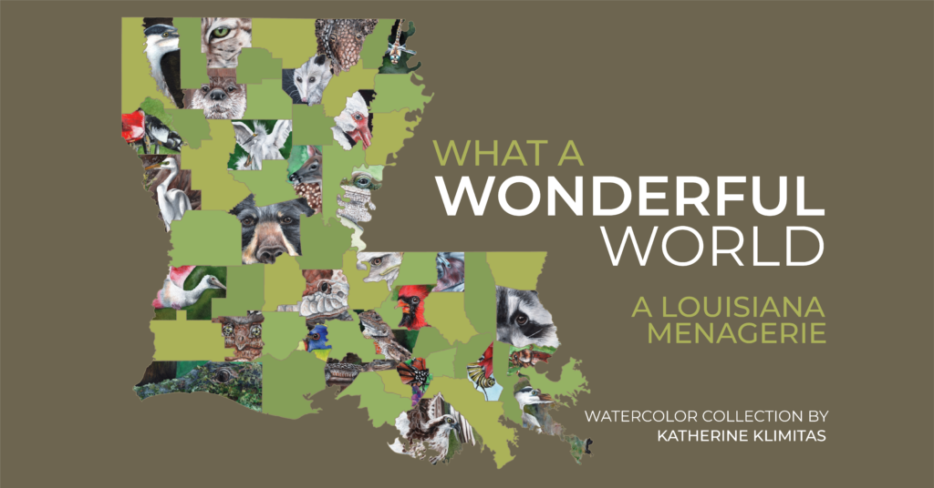 Vibrant watercolor artwork of Louisiana wildlife featuring native animals by artist Katherine Klimitas.