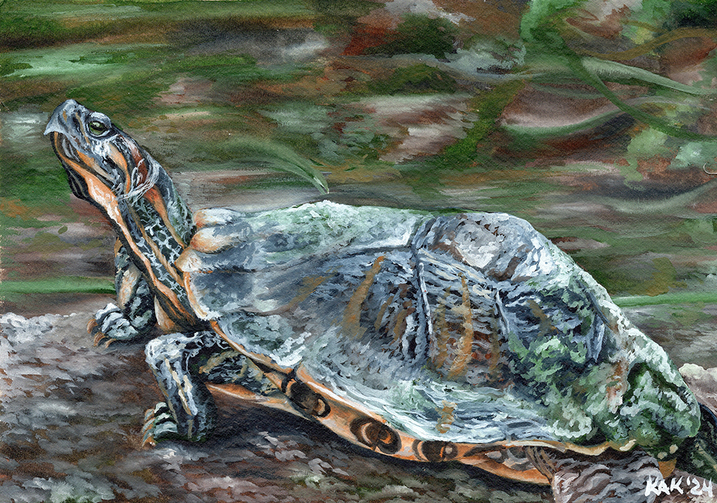 Behind the Scenes: Creating My Turtle Painting