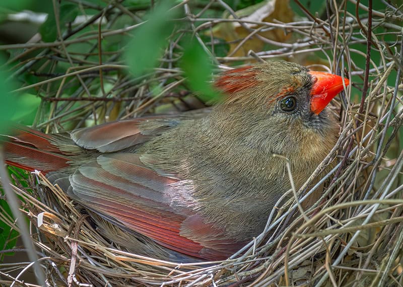 Close-up of a female cardinal bird in a nest with green foliage.