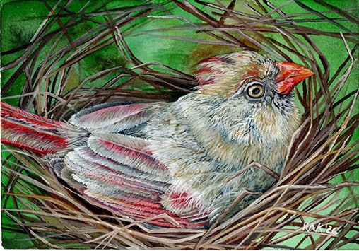 Painting “Nestled In”: A Female Cardinal
